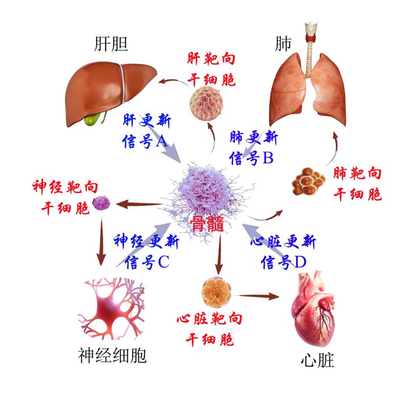 慢阻肺肺气肿